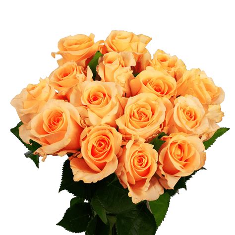 valentine roses wholesale